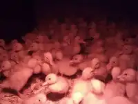 Утята,гусята,мулард.