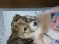 В добрые руки