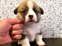 щенки вельш корги пемброк