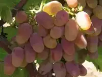 саженцы и черенки винограда в татарстане 