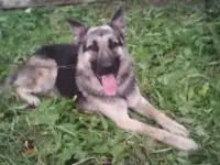 Кобель вео