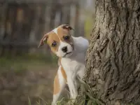 стаффордширский бультерьер