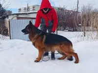 Продам щенков немецкой овчарки, фотография 2