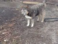 Потерялась собака