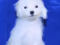 мальтезе мини мальчик для себя, фотография 2