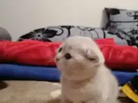 Вислоухие котята, фотография 11
