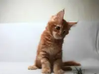 Котенок Мейн-куна , фотография 2