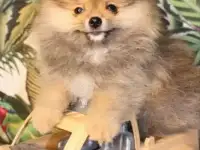 Немецкий шпиц