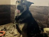Мухтар ищет дом.