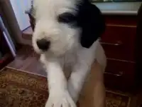 Русский охотничий спаниель, фотография 3