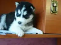 Хороший выбор щенков Хаски, фотография 9