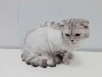 Стрижка кошек и собак, фотография 4