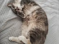 Кошка, фотография 9