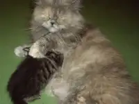 Котята-полуперсы, фотография 7