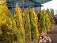 Хвойники: ель голубая, сосна, можжевельник