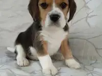 Щенки Бигля
