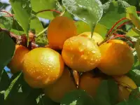 Прививаю деревья, фотография 4