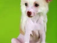 Красивый голый мальчик КХС, фотография 10