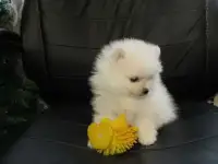 девочки шпица