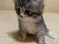 Котята полубританские недорого, фотография 8
