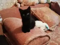 Котята ищут семью