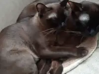 Бурманские котята, фотография 7