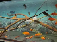 Большие аквариумы на подставках, фотография 3