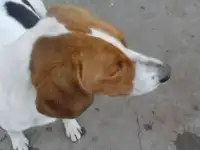 Нашлась охотничья собака в районе хутор Титчиха.