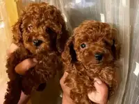 Ари и арчи mini той пудель