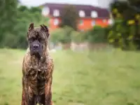 щенки кане корсо от титулованных родителей, фотография 4