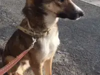 Отдаюсь в добрые ручки, фотография 2