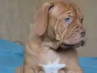 Щенки французского мастифа
