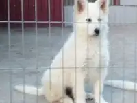 Девочка белой швейцарской овчарки, фотография 6