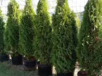 Саженцы туи и можжевельники