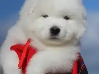 Самоед щенки. Медвежий тип тяжелый костяк