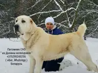 Щенки среднеазиатской овчарки от заводчика