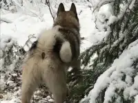 Рабочая лайка, фотография 2