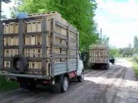 Пчеломатки,Бакфас,Карника,Карпатка, фотография 2