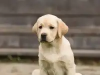Щенки лабрадора