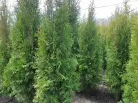 Туя западная Смарагд фото реальные., фотография 12
