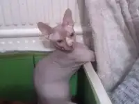 котята канадского сфинкса, фотография 2