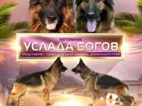 Щенки немецкой овчарки длинношерстной