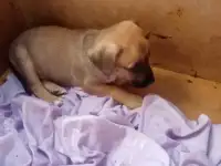 Сиафф