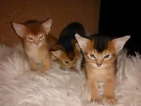 Продаю Абиссинских котят, фотография 3