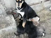 отдам щенков