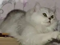 Серебряные пушистые котята
