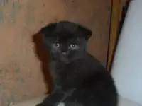 Шотландский мальчик