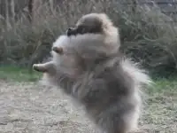Шпиц немецкий