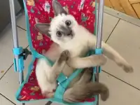 Чистопородные тайские котята, фотография 12