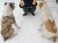 Отдам компаньёна и друга. Кобель, 3 года